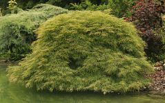 ACER PALMATUM 'DISSECTUM'