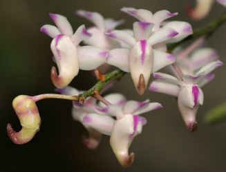 AERIDES ODORATUM