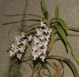 AERIDES ODORATUM