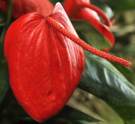 ANTHURIUM SCHERZERIANUM