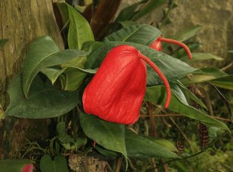 ANTHURIUM SCHERZERIANUM