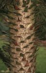 ARAUCARIA ARAUCANA, mlad kmen