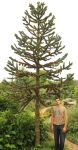 ARAUCARIA ARAUCANA