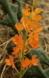 ASCOCENTRUM MINIATUM