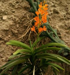 ASCOCENTRUM MINIATUM