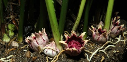 ASPIDISTRA ELATIOR