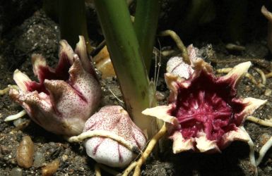 ASPIDISTRA ELATIOR