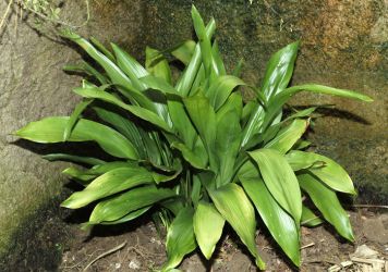 ASPIDISTRA ELATIOR