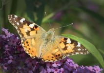 Baboka bodlkov | Vanessa cardui