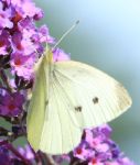 Blsek zeln | Pieris brassicae