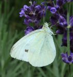 Blsek zeln | Pieris brassicae