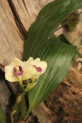 BIFRENARIA HARRISONIANA