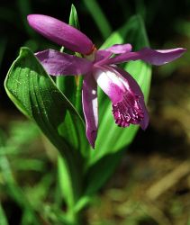 BLETILLA STRIATA