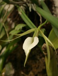 BRASSAVOLA NODOSA