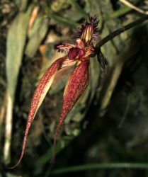 BULBOPHYLLUM ORNATISSIMUM