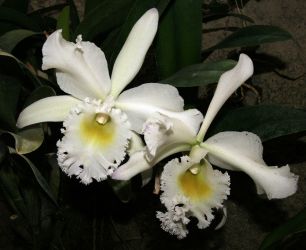 CATTLEYA 'WHITE DYAMOND, SUPERNOVA'