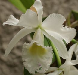 CATTLEYA 'WHITE DYAMOND, SUPERNOVA'