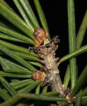 CEDRUS ATLANTICA