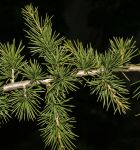 CEDRUS ATLANTICA