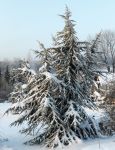 CEDRUS ATLANTICA 'AUREA'