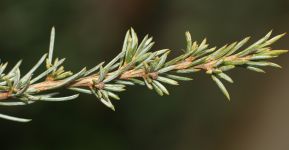 CEDRUS ATLANTICA 'AUREA'