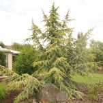 CEDRUS ATLANTICA 'AUREA'