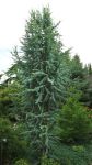 Cedrus atlantica 'Fastigiata Glauca'