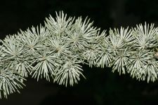 CEDRUS ATLANTICA 'GLAUCA'