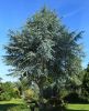 CEDRUS ATLANTICA 'GLAUCA'