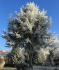 CEDRUS ATLANTICA 'GLAUCA'