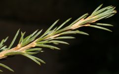 CEDRUS ATLANTICA 'GLAUCA PENDULA'