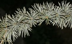 CEDRUS ATLANTICA 'GLAUCA PENDULA'