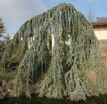 CEDRUS ATLANTICA 'GLAUCA PENDULA'