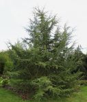 CEDRUS ATLANTICA