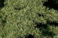 CEDRUS BREVIFOLIA