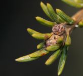 CEDRUS BREVIFOLIA