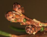 CEDRUS BREVIFOLIA