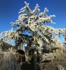 CEDRUS BREVIFOLIA