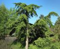 CEDRUS BREVIFOLIA