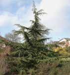 CEDRUS BREVIFOLIA