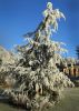 CEDRUS DEODARA 'EISREGEN'