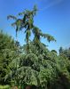 CEDRUS DEODARA 'EISREGEN'