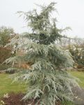 CEDRUS DEODARA 'EISREGEN'