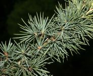 CEDRUS DEODARA 'FEELING BLUE'