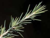 CEDRUS DEODARA 'FEELING BLUE'