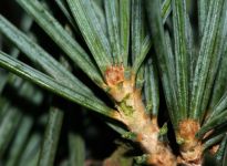 CEDRUS DEODARA 'FEELING BLUE'