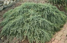 CEDRUS DEODARA 'FEELING BLUE'