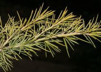 CEDRUS DEODARA 'GOLDEN HORIZONT'