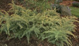 CEDRUS DEODARA 'GOLDEN HORIZONT'