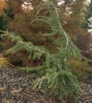 CEDRUS DEODARA `PROSTRATA'